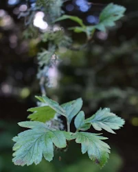 Sorbus pseudofennica