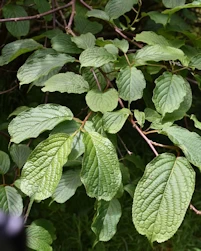 Stachyurus chinensis