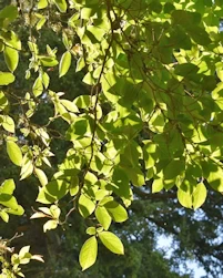 Stewartia pseudocamellia koreana