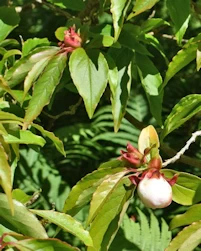 Stewartia sinensis