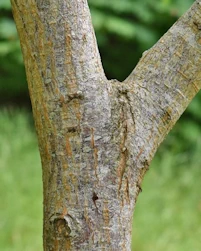 Ulmus glabra