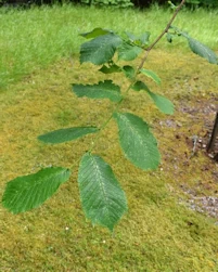 Ulmus glabra