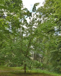 Ulmus minor