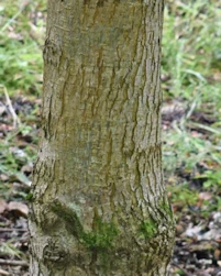 Ulmus minor var. minor