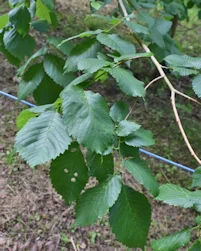 Ulmus minor