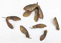 Acer griseum double samaras