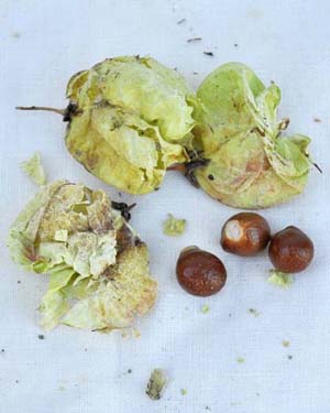 Bladdernuts