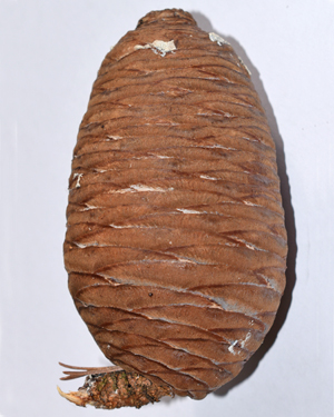 Cedar of Lebanon cone