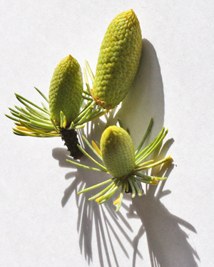 Young cones from an Altas cedar