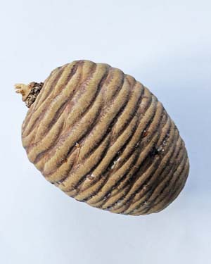 Female cone from an Altas cedar