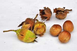 Hazelnuts
