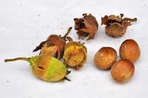 Hazel nuts
