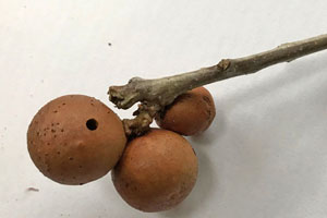 Oak marble gall