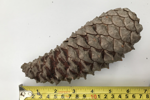 Pinus stylesii cone
