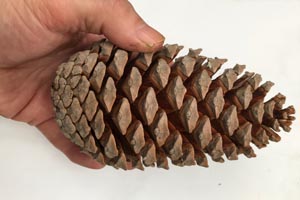 Pinus stylesii cone