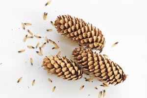 Medium spruce cones