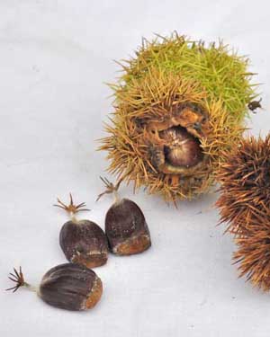 Chestnuts