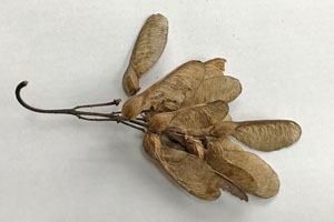 Sycamore samaras