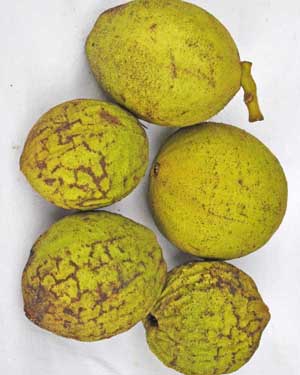 American black walnut