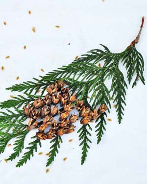Western red cedar cones