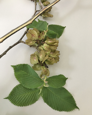 Wych elm samaras