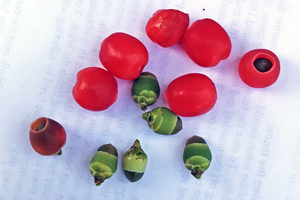Yew berries or arils