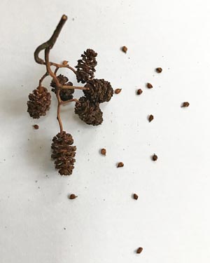 Alder cones