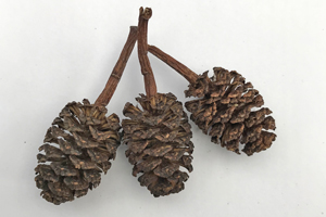 Alder catkins