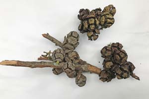 Monterey cypress cones