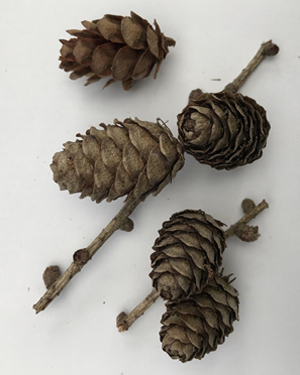 larch cone