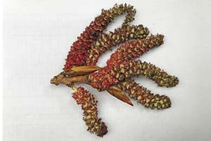 Poplar Catkins