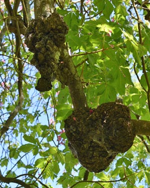 Aesculus carnea burr