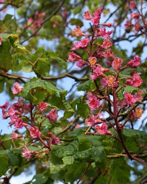 Aesculus carnea burr