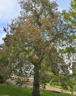 Aesculus carnea burr