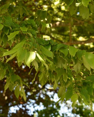 Carpinus betulus