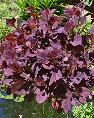 Smoke bush