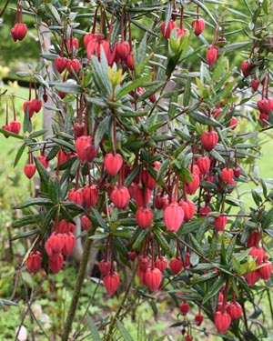 Crinodendron
