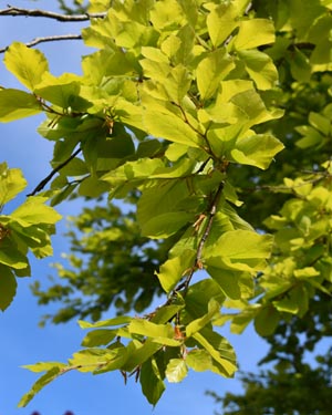 Fagus sylvatica Dawyck gold