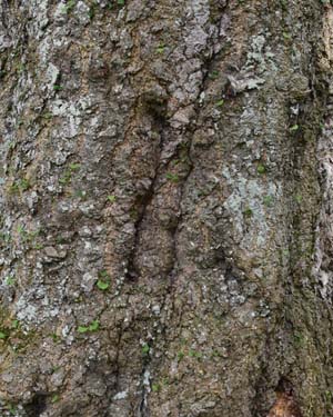 Ginkgo biloba