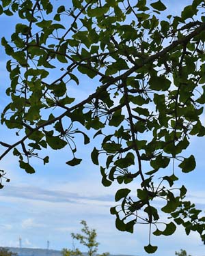 Maidenhair tree