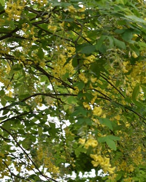 Laburnum