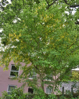 Laburnum