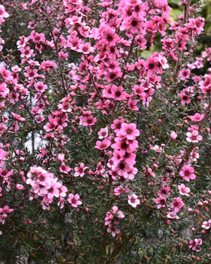 Leptospermum scorparium