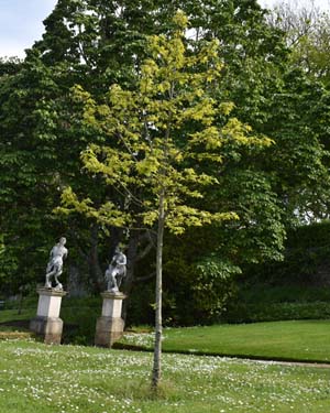 Liquidambar