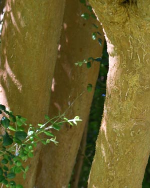 Chilean myrtle