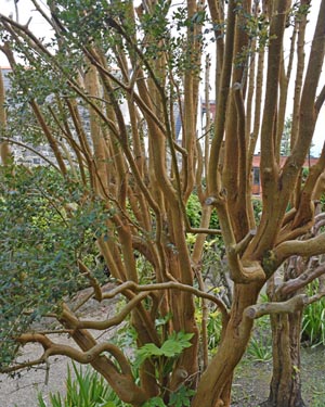 Luma apiculata