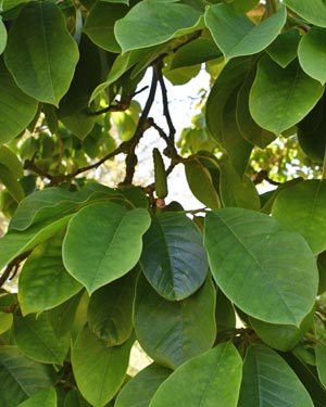 Magnolia