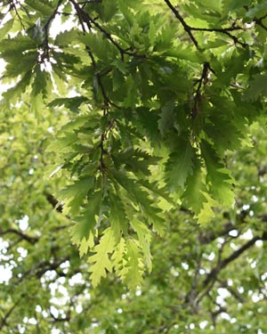 Quercus cerris
