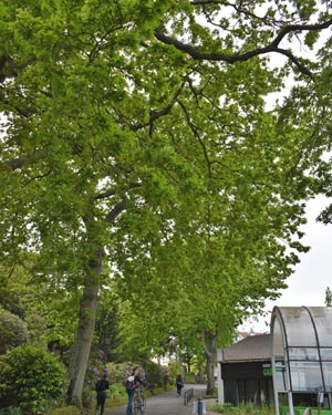 Quercus cerris