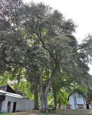 Quercus ilex